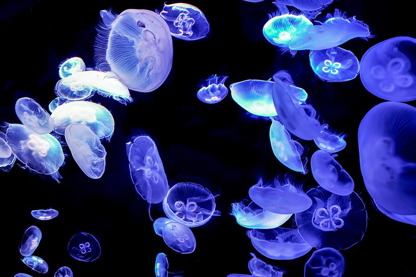 Ludzie uwielbiają obserwować meduzy w akwariach /123RF/PICSEL