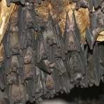 Ludzie wchodzą do jaskini, w której jest groźny wirus. "Trzeba ją zamknąć"