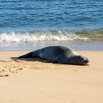 Ludzie wciąż przeszkadzają foce w odpoczynku. Wyznaczono nietypową nagrodę