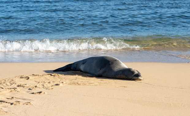 Ludzie wciąż przeszkadzają foce w odpoczynku. Wyznaczono nietypową nagrodę