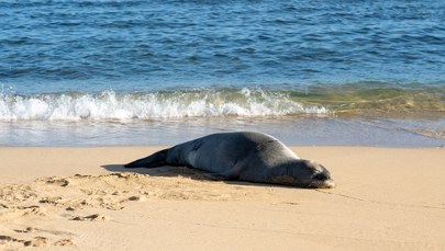 Ludzie wciąż przeszkadzają foce w odpoczynku. Wyznaczono nietypową nagrodę