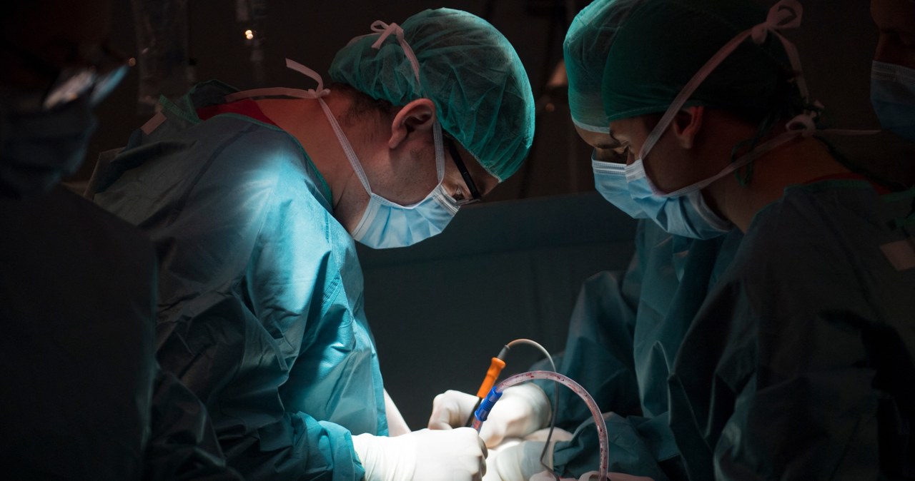 Ludzie wkrótce będą dostawać narządy do przeszczepów od zwierząt /AFP