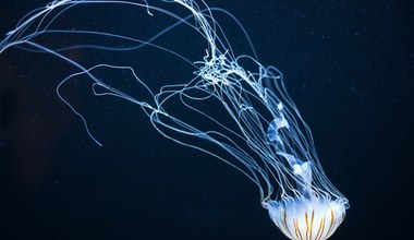 Ludzie zazdroszczą im nieśmiertelności. Dlaczego niektóre meduzy potrafią się odmłodzić?