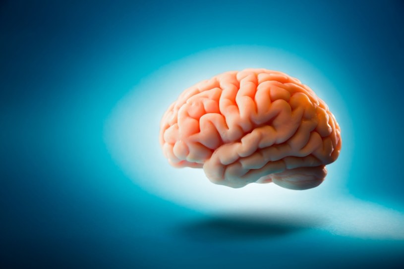 Ludzki mózg kryje jeszcze wiele tajemnic /123RF/PICSEL