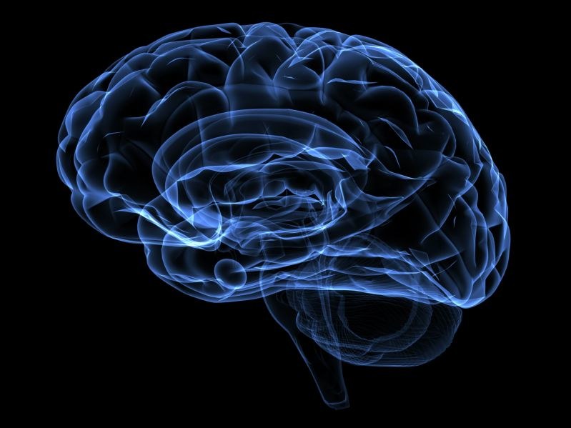 Ludzki mózg się zmienia. Jest coraz większy wraz z kolejnymi pokoleniami /123RF/PICSEL