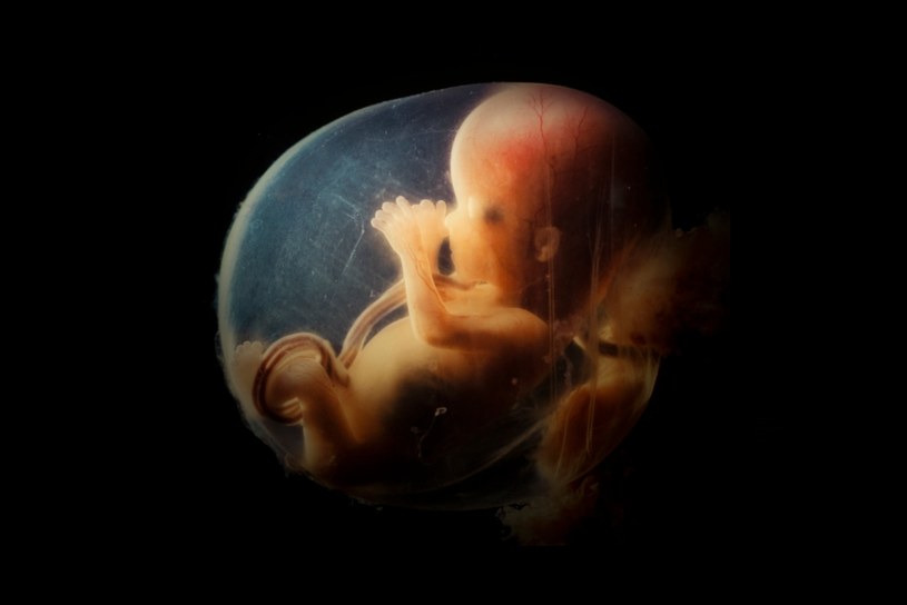 Ludzki zarodek /123RF/PICSEL