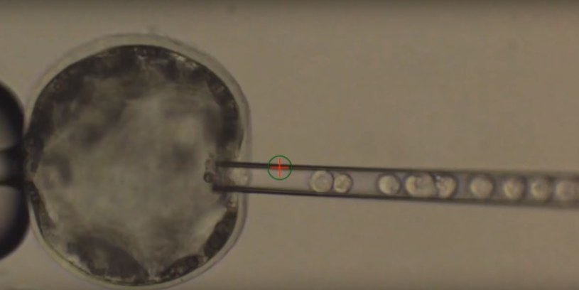 Ludzkie komórki wprowadzane do świńskiej blastocysty /YouTube