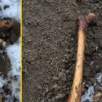 Ludzkie kości znalezione na składowisku ziemi w Pomorskiem