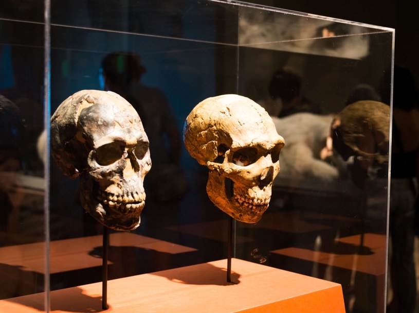 Ludzkie mózgi niemal nie zmieniły kształtu od 160 tysięcy lat. Jak to możliwe?