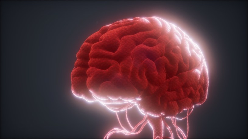 Ludzkie mózgi są nawet o 4 stopnie cieplejsze od ciała. I wcale im to nie szkodzi - wynika z najnowszych badań /123RF/PICSEL