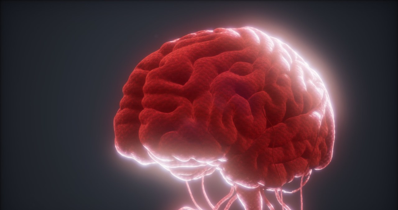 Ludzkie mózgi są nawet o 4 stopnie cieplejsze od ciała. I wcale im to nie szkodzi - wynika z najnowszych badań /123RF/PICSEL