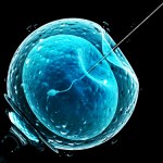 Ludzkie plemniki z laboratorium? Przełom leczenia niepłodności