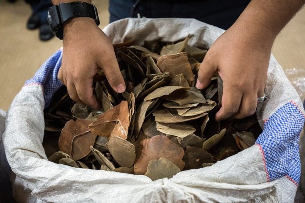Łuski pangolinów skonfiskowane w Malezji /AHMAD YUSNI /PAP/EPA