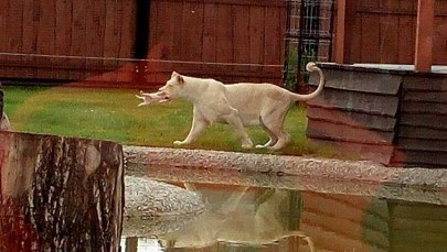 Lwiątka rozszarpane na oczach dzieci. Prywatne zoo wydało oświadczenie 