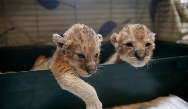 Lwiątka z węgierskiego zoo