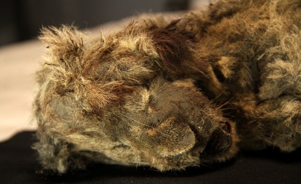 Lwiątko jaskiniowe sprzed 28 tys. lat. Wygląda, jakby spało  