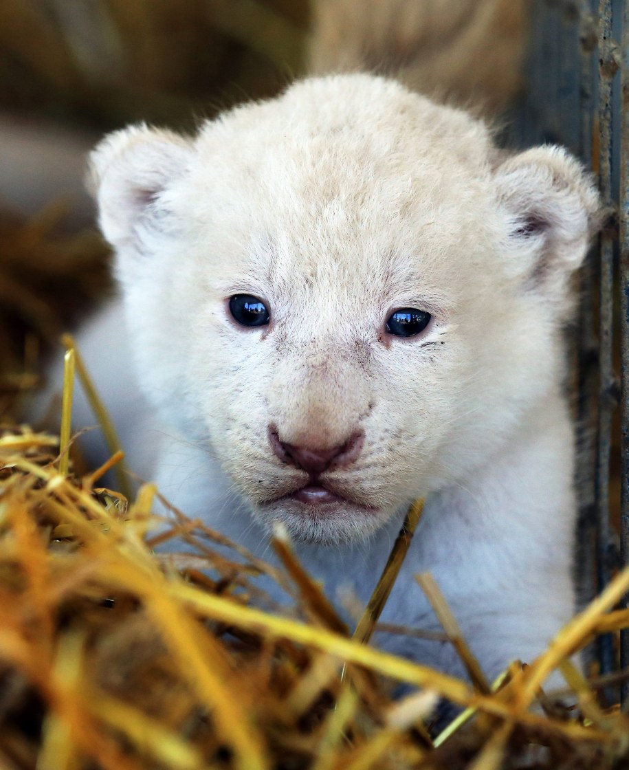 Lwiątko na wycieczce po własnym kojcu /Jens Wolf  /PAP/EPA