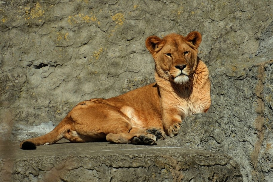 Lwica w warszawskim zoo /Andrzej Hrechorowicz /PAP