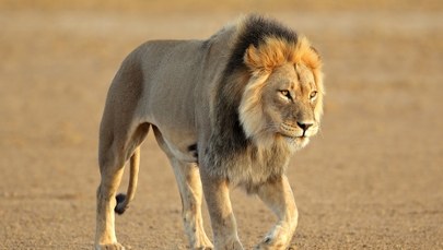 Lwica zagryzła znanego biznesmena. Dramatyczne sceny 