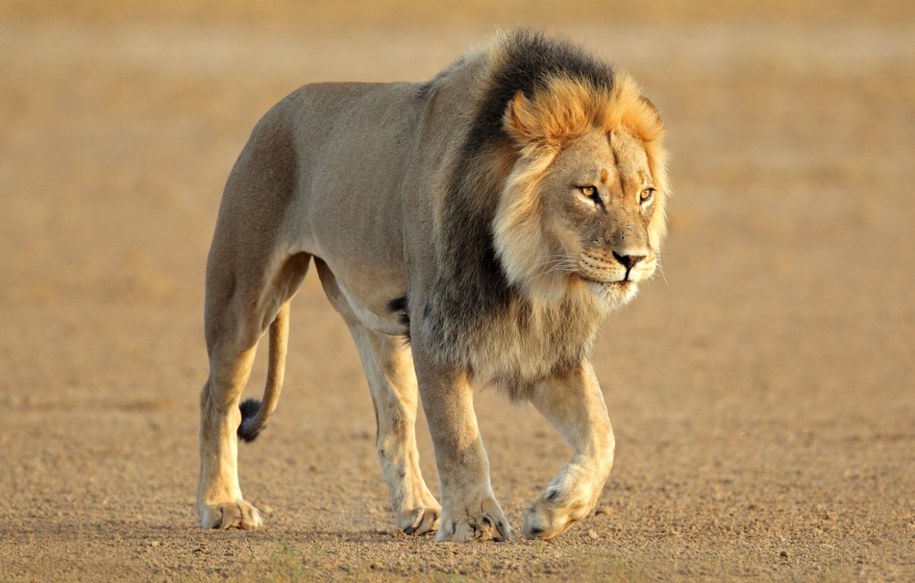 Lwica zagryzła znanego biznesmena. Dramatyczne sceny