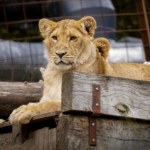 Lwy i tygrysy zabite podczas remontu. Skandal w legendarnym zoo