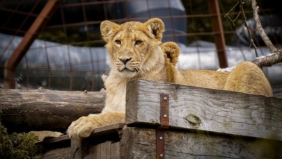 Lwy i tygrysy zabite podczas remontu. Skandal w legendarnym zoo