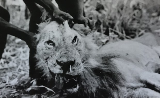 Lwy mogą polować na ludzi przez... jeżozwierze