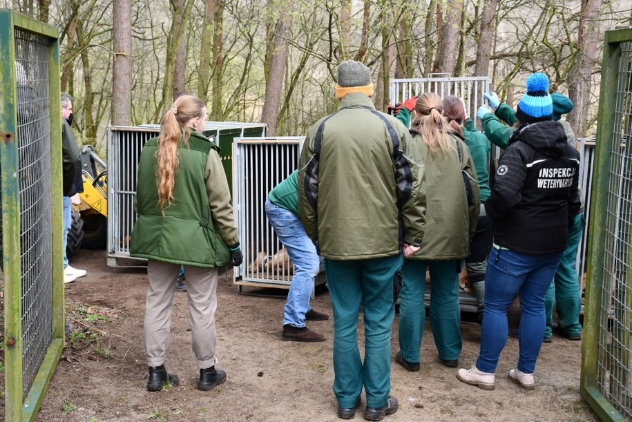 Lwy przed podróżą poddano kontroli weterynaryjnej /Ogród Zoologioczny w Poznaniu /Materiały prasowe