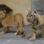 Lwy, tygrysy i karakale z Ukrainy dotarły do zoo w Poznaniu