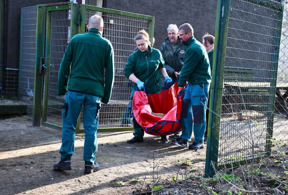 Lwy uratowano przed wojną /Ogród Zoologioczny w Poznaniu /Materiały prasowe