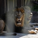 Lwy w zoo zachorowały na COVID-19. Zaraziły się od opiekuna