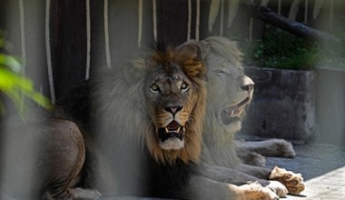 Lwy w zoo zachorowały na COVID-19. Zaraziły się od opiekuna