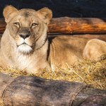 ​Lwy z wrocławskiego zoo będą miały nowe lokum