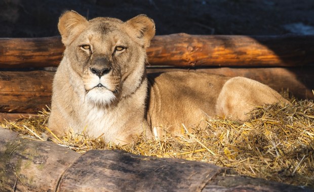 ​Lwy z wrocławskiego zoo będą miały nowe lokum