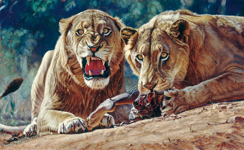 Lwy zaczęły atakować ludzi, ponieważ… nie były w stanie upolować zwierząt. Pierwszy z osobników miał zniekształcone kły i brakowało mu dolnych siekaczy /Wikimedia Commons /domena publiczna