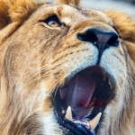 Lwy, żarłacze, nawet lisy. To będzie zoo, jakiego dotąd nie widzieliśmy