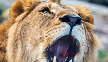 Lwy, żarłacze, nawet lisy. To będzie zoo, jakiego dotąd nie widzieliśmy