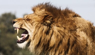 Lwy żyły w Europie i atakowały ludzi. Są na to nowe dowody