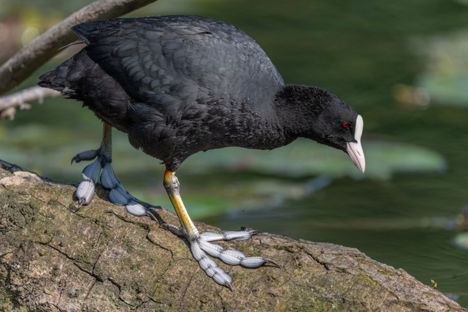 Łyska (Fulica atra) /Images01 /Shutterstock