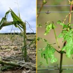 "Łzy w oczach i nic więcej". Tegoroczny sezon dał się rolnikom we znaki