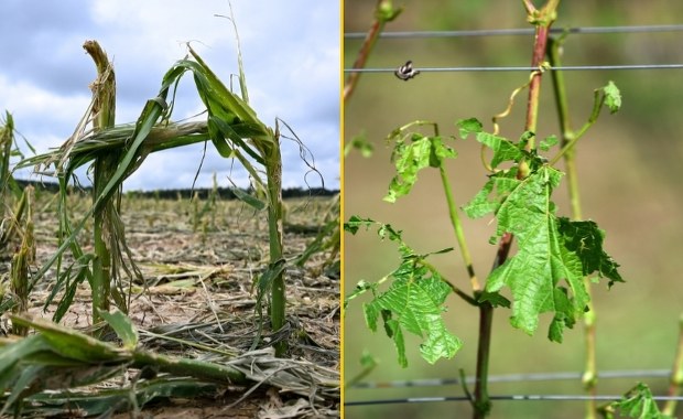"Łzy w oczach i nic więcej". Tegoroczny sezon dał się rolnikom we znaki