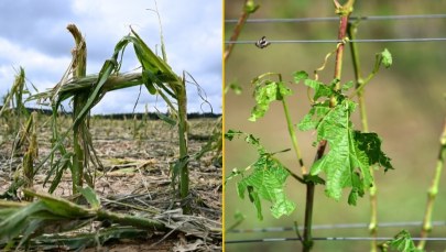 "Łzy w oczach i nic więcej". Tegoroczny sezon dał się rolnikom we znaki