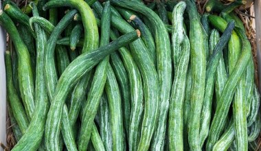 Ma cienką skórę i zero pestek, ale rzadko jadamy. Doskonale nawadnia, oczyszcza organizm z toksyn