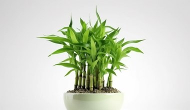 Ma minimalistyczny wygląd i niewielkie wymagania. Sprawdź, jak uprawiać Lucky Bamboo