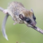 Ma na oczach "maskę" niczym złodziej. To polskie zwierzę widzieli nieliczni