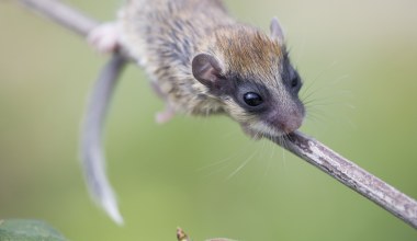 Ma na oczach "maskę" niczym złodziej. To polskie zwierzę widzieli nieliczni