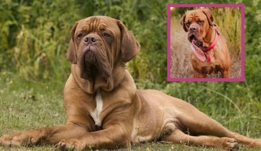 Ma najdłuższy język na świecie. Trafił na listę rekordów