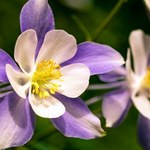 Ma piękne kwiaty i jest naturalną tarczą na ślimaki. Idealna roślina dla początkujących