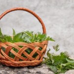 pokrzywa Ma więcej żelaza niż szpinak. Większość z nas uważa ją za chwast