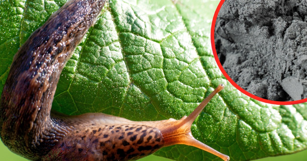 Mączka bazaltowa odstrasza ślimaki z ogrodu i pozytywnie wpływa na rośliny, takie jak funkie /Pixel